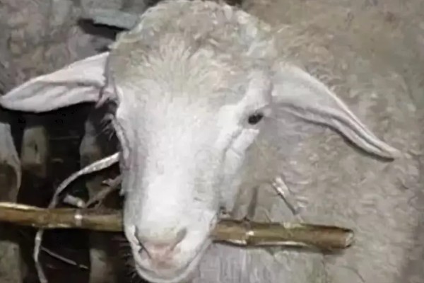 羊吃哪些草,吃苜蓿、狼尾草、菊苣等