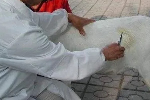 羊吃哪些草,吃苜蓿、狼尾草、菊苣等