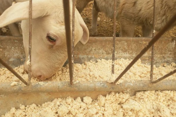 羊吃哪些草,吃苜蓿、狼尾草、菊苣等