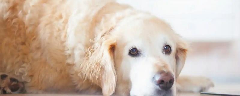 狗感冒和犬瘟热的区别，犬瘟热一般会有发烧症状