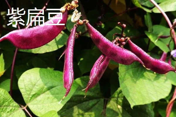 扁豆分为哪几种，有白扁豆、紫扁豆等