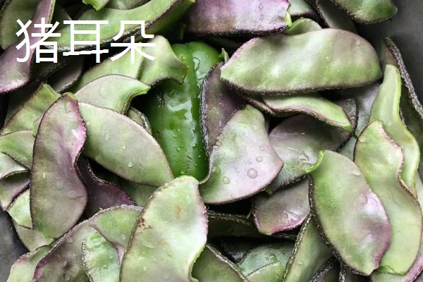扁豆分为哪几种，有白扁豆、紫扁豆等