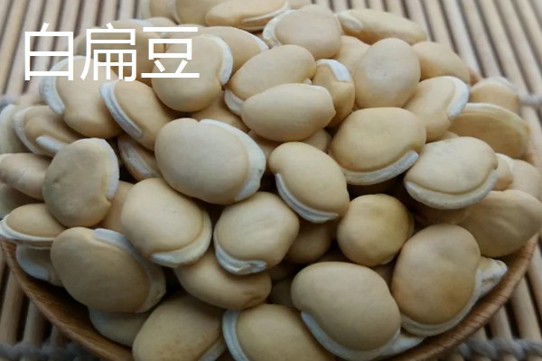 扁豆分为哪几种，有白扁豆、紫扁豆等