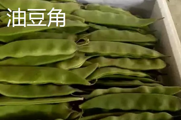 扁豆分为哪几种，有白扁豆、紫扁豆等