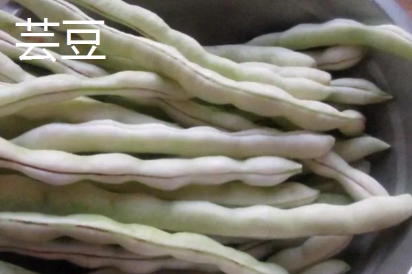 扁豆分为哪几种，有白扁豆、紫扁豆等