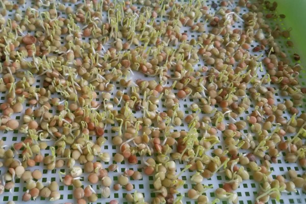 扁豆分为哪几种，有白扁豆、紫扁豆等