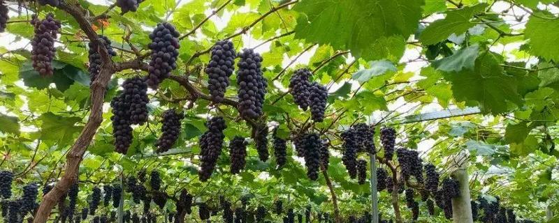 中原地区种植葡萄始于什么时候,始于西汉由张骞引入中国