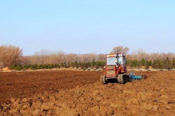 怎么种薤白,在八月份左右进行播种