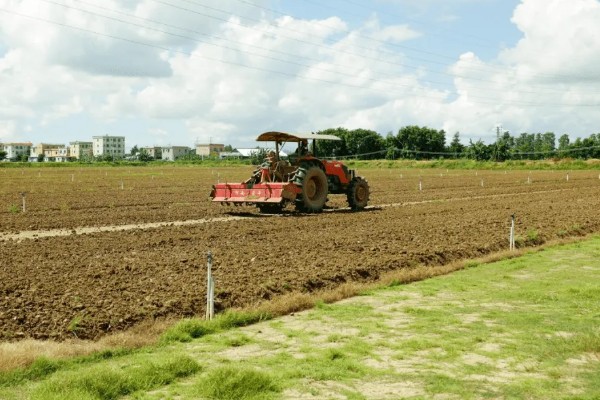 怎么种薤白,在八月份左右进行播种