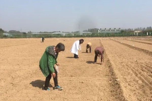 怎么种薤白,在八月份左右进行播种