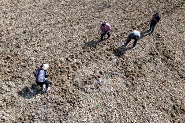 怎么种薤白,在八月份左右进行播种