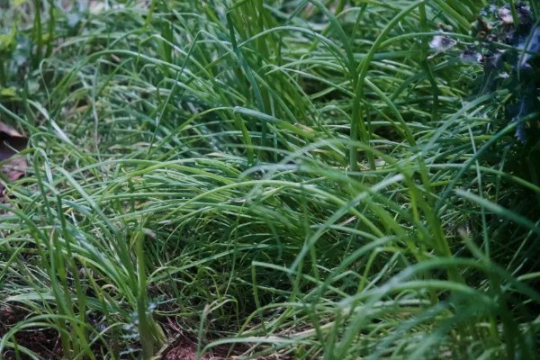 怎么种薤白,在八月份左右进行播种