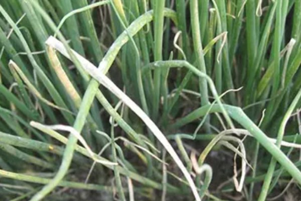 怎么种薤白,在八月份左右进行播种