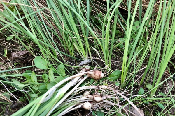 怎么种薤白,在八月份左右进行播种