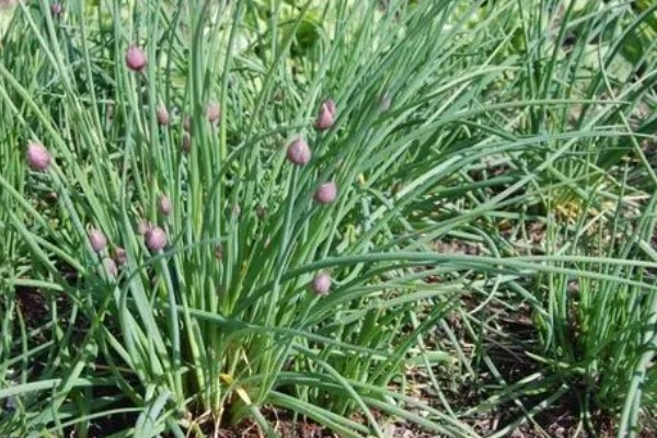 怎么种薤白,在八月份左右进行播种