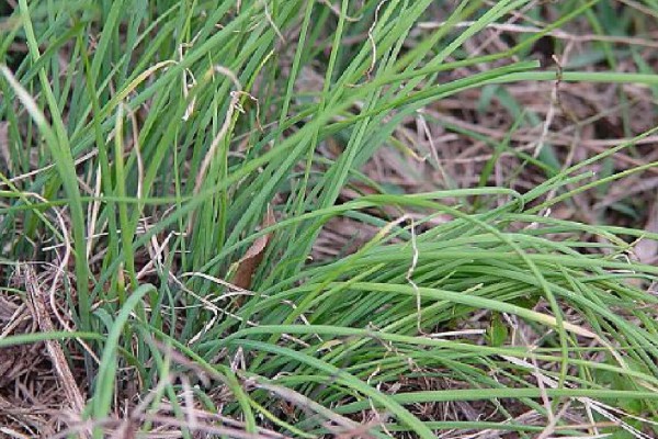怎么种薤白,在八月份左右进行播种