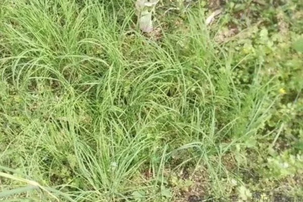 怎么种薤白,在八月份左右进行播种