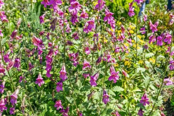 蛤蟆花什么时候开放，花期一般为4-10月份