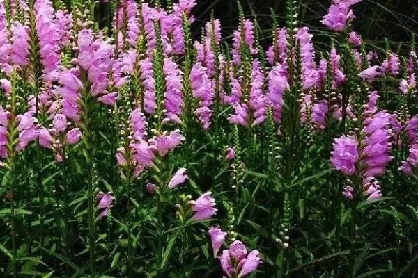 蛤蟆花什么时候开放，花期一般为4-10月份