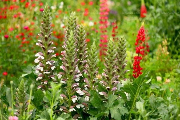 蛤蟆花什么时候开放，花期一般为4-10月份