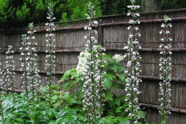 蛤蟆花什么时候开放，花期一般为4-10月份