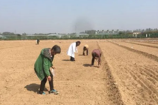 蛤蟆花什么时候开放，花期一般为4-10月份