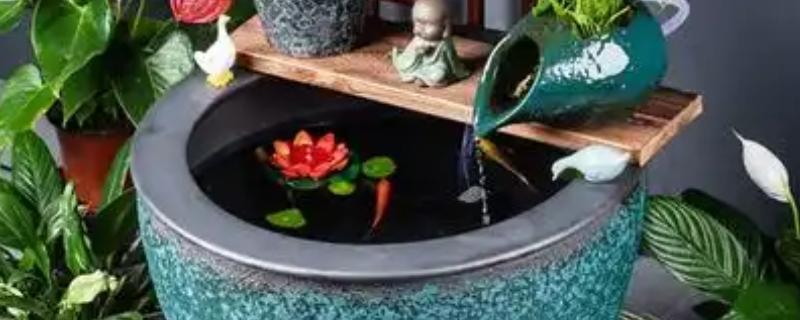 大口陶瓷缸养鱼要不要安装过滤,使用过滤器才能维持水质