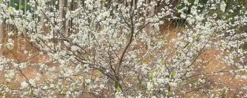 李树开花有什么寓意，无特殊寓意