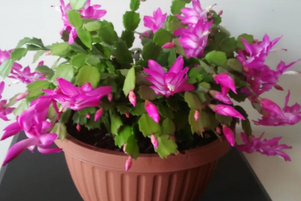 蟹爪兰是用高盆还是矮盆，应该换矮盆