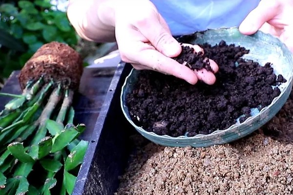 蟹爪兰是用高盆还是矮盆，应该换矮盆