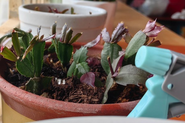 蟹爪兰是用高盆还是矮盆，应该换矮盆