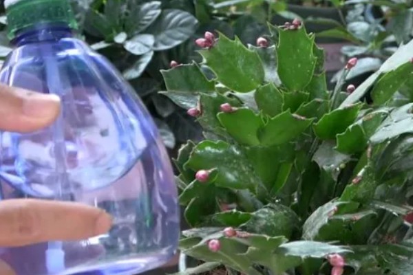 蟹爪兰是用高盆还是矮盆，应该换矮盆