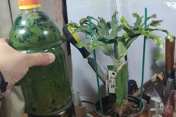 蟹爪兰是用高盆还是矮盆，应该换矮盆