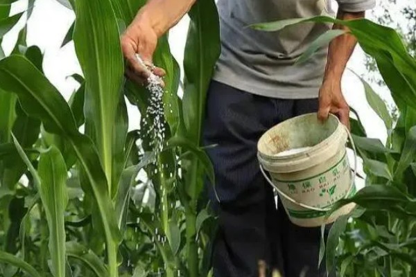 三季糯玉米的种植时间,春季和秋季均可种植