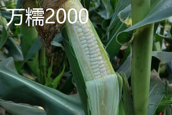 三季糯玉米的种植时间,春季和秋季均可种植