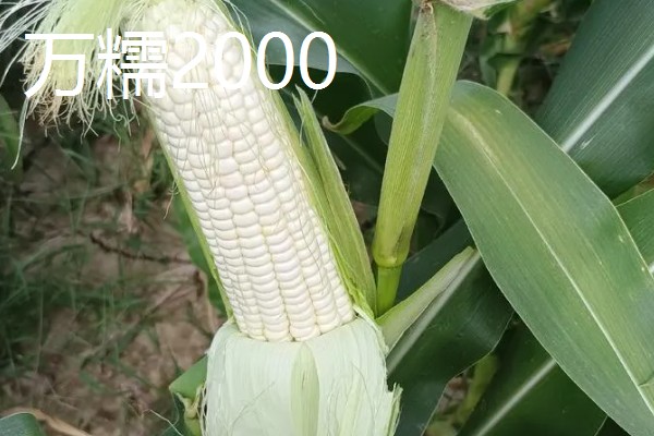 三季糯玉米的种植时间,春季和秋季均可种植