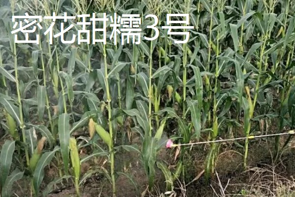 三季糯玉米的种植时间,春季和秋季均可种植