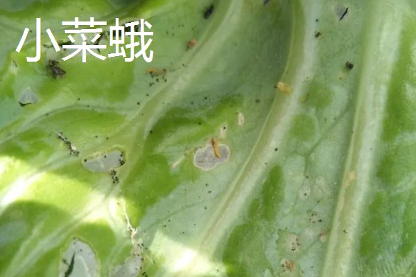 如何能彻底消灭飞蛾，可利用各种气味消灭