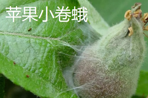 如何能彻底消灭飞蛾，可利用各种气味消灭