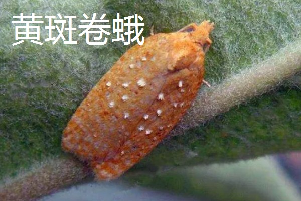 如何能彻底消灭飞蛾，可利用各种气味消灭