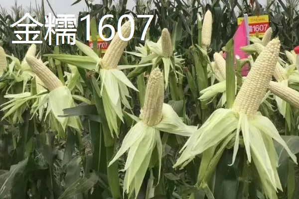 三季糯玉米的种植时间,春季和秋季均可种植