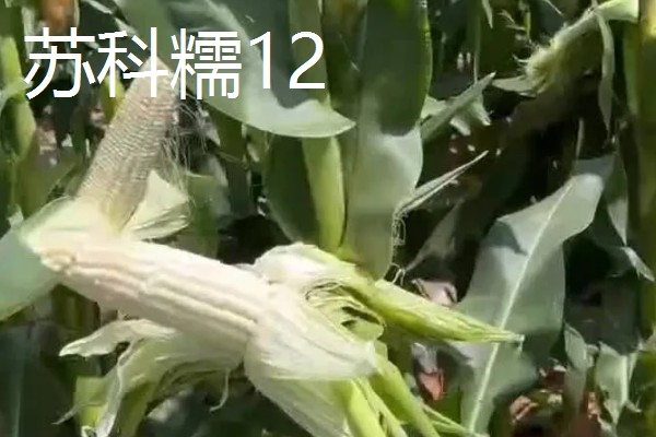 三季糯玉米的种植时间,春季和秋季均可种植
