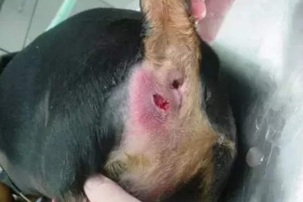 狗狗的肛门腺多久挤一次,每隔15-30天挤一次