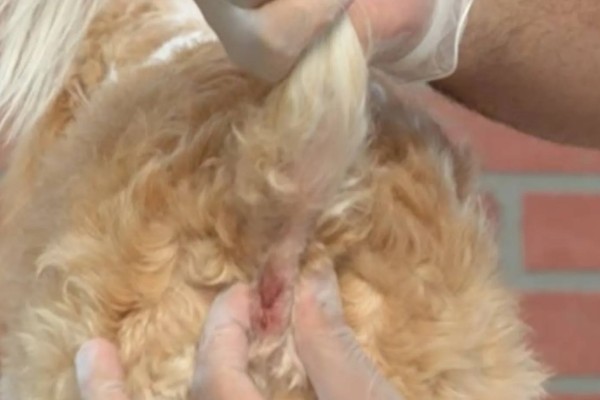 狗狗的肛门腺多久挤一次,每隔15-30天挤一次