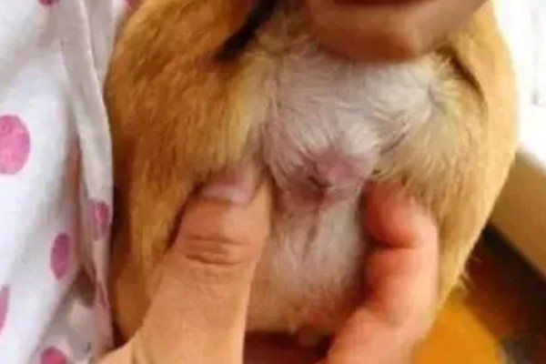 狗狗的肛门腺多久挤一次,每隔15-30天挤一次