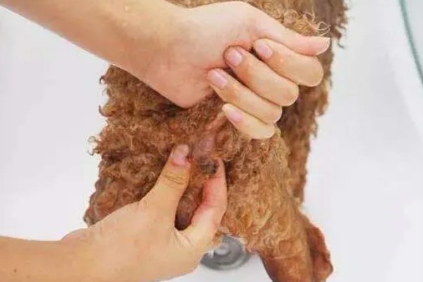 狗狗的肛门腺多久挤一次,每隔15-30天挤一次