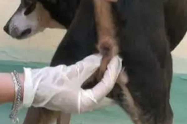 狗狗的肛门腺多久挤一次,每隔15-30天挤一次