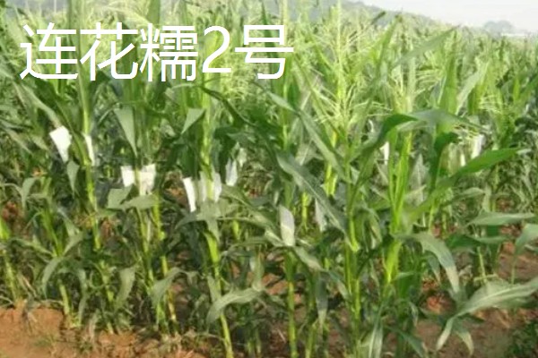 三季糯玉米的种植时间,春季和秋季均可种植