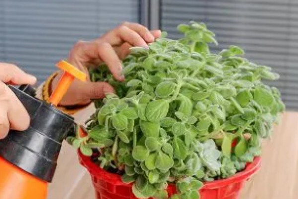 让碰碰香叶子变肥大的方法,每天要接受6小时以上的光照