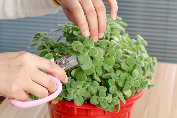 让碰碰香叶子变肥大的方法,每天要接受6小时以上的光照